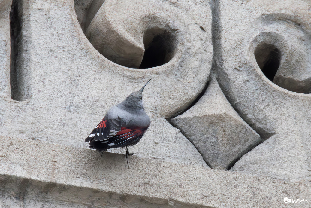 Az egy pók lenne??? -- 