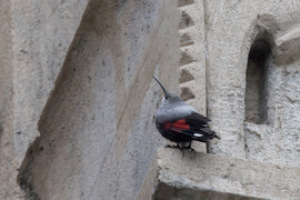 Napi hajnalmadár a vigadón...