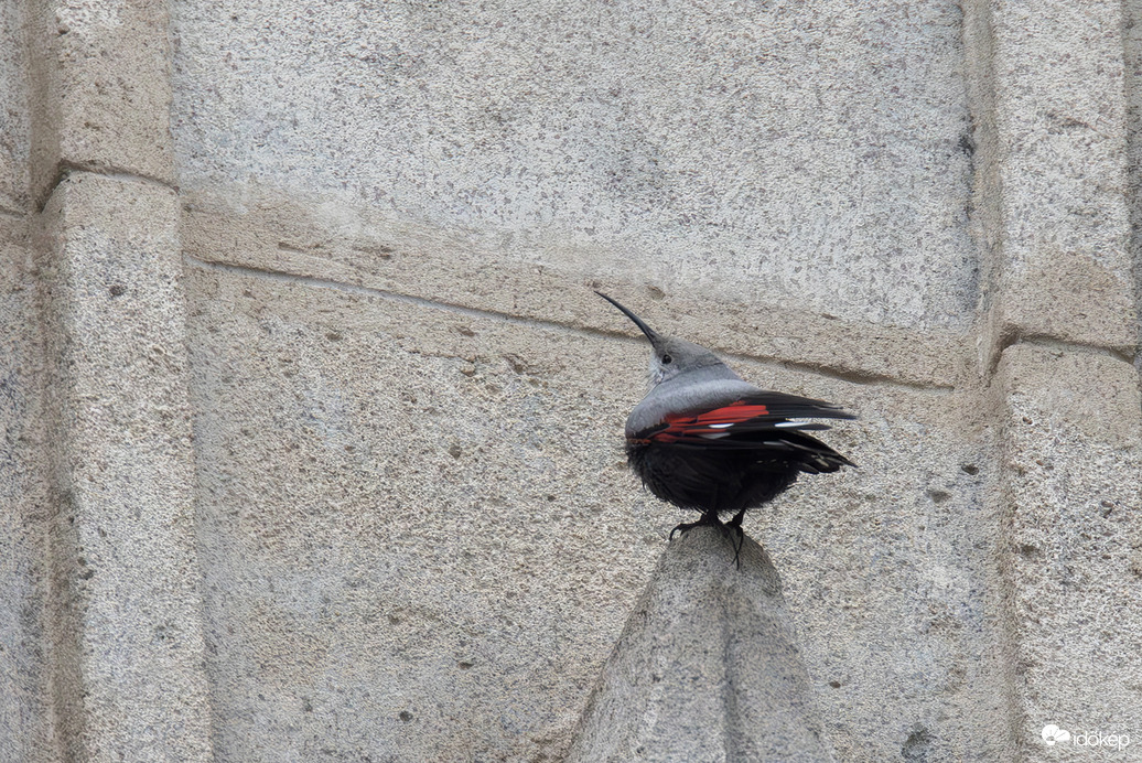 Boldog Karácsonyt kívánok! -- 