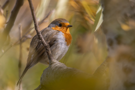 Őszi környezetben... -- 