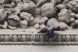 A pillangómadár... -- 