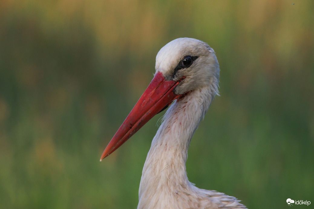 Szemében a naplemente... -- 