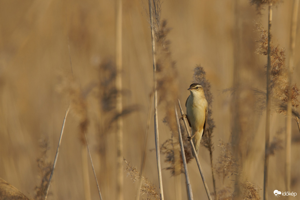 Naplemente fényében napozó -- 