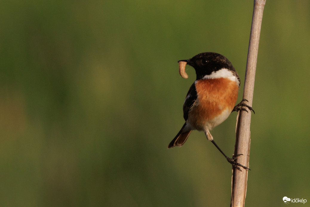 Bekukacolódva... -- 