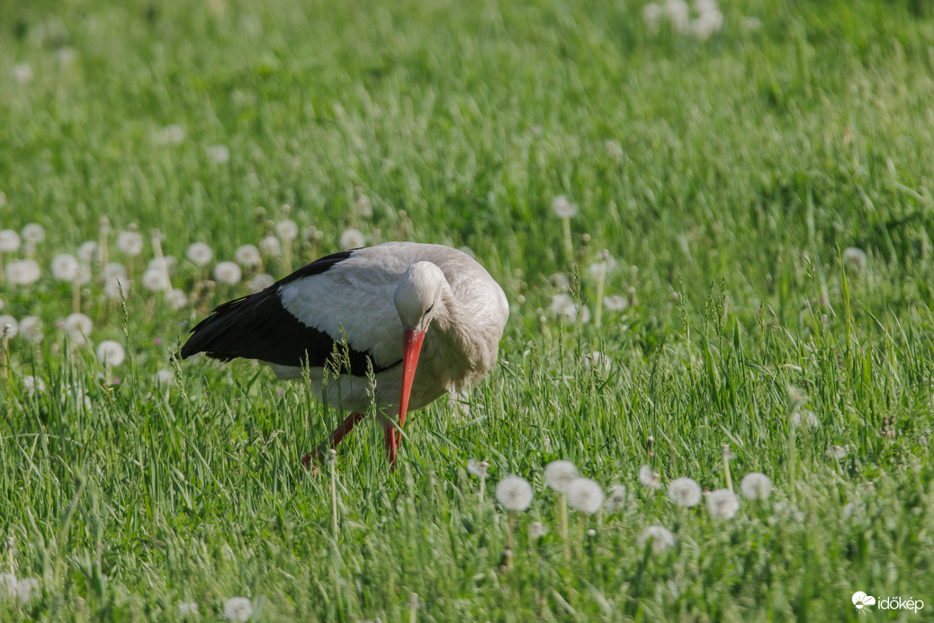 Pitypangok közt... -- 