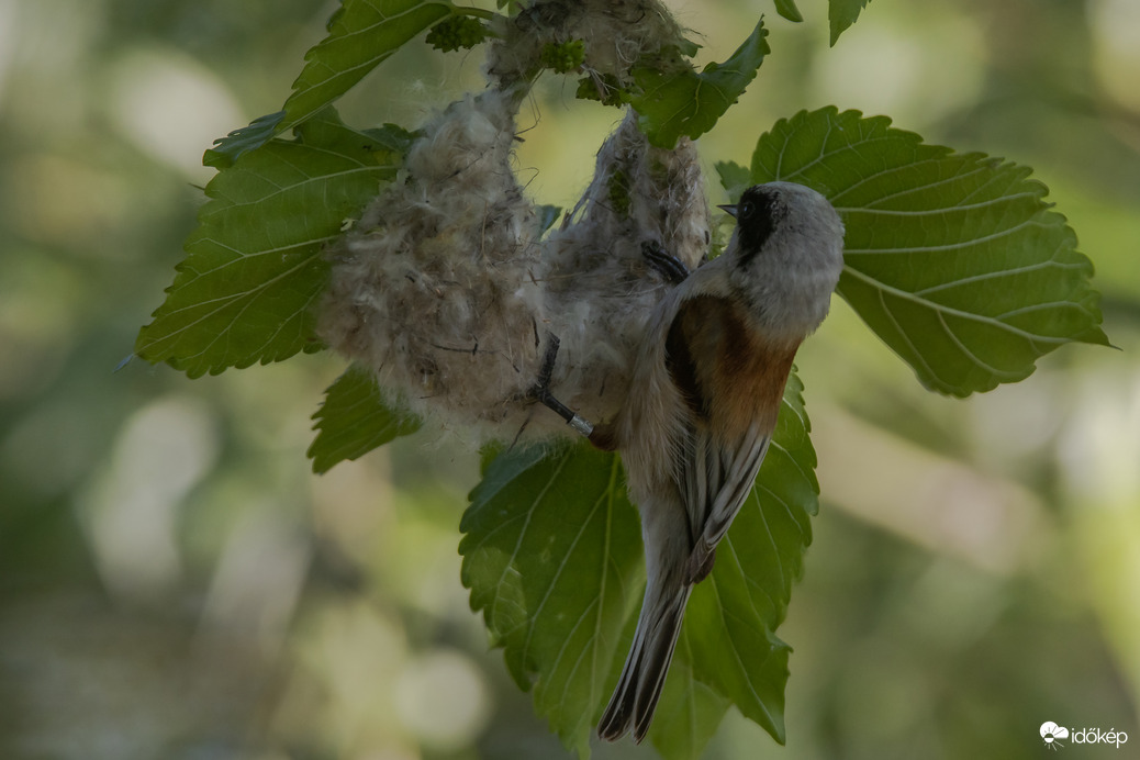 Ha megvolt az eljegyzés, a takácsmester nekilát házat szőni... -- 