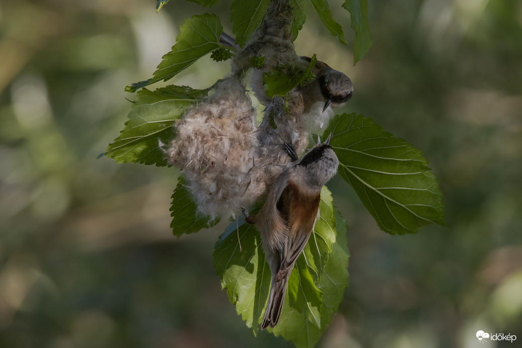 Közösen könnyebb... -- 