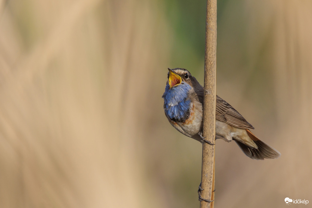 Párját kereső... -- 