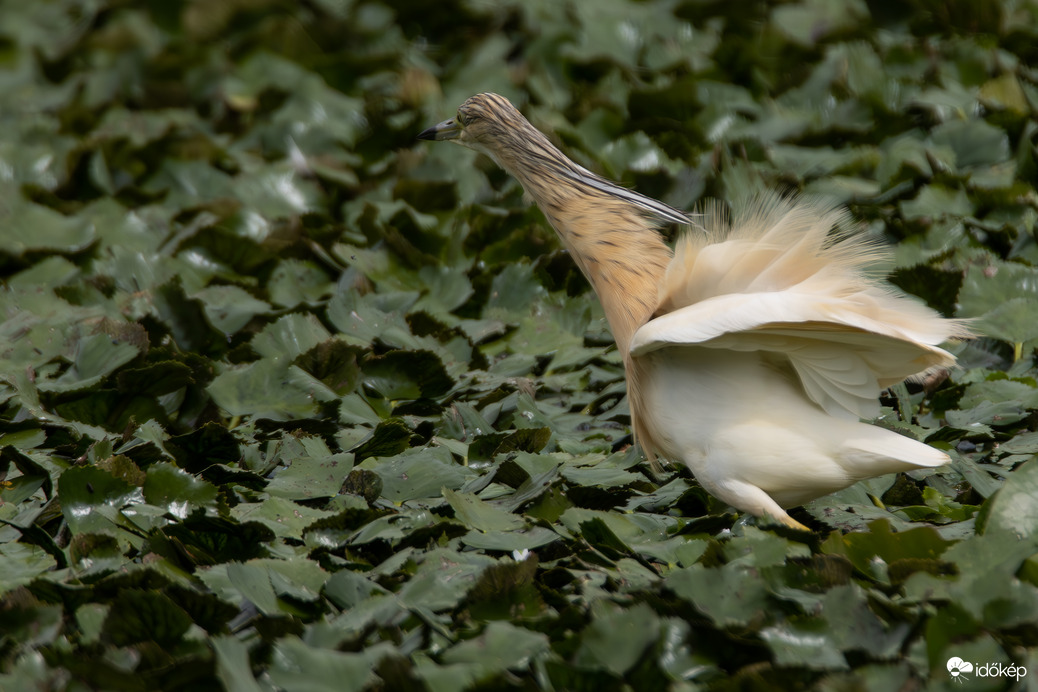 Ajjaj, kilátszik a pompolóm... -- 