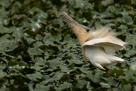 Ajjaj, kilátszik a pompolóm... -- 
