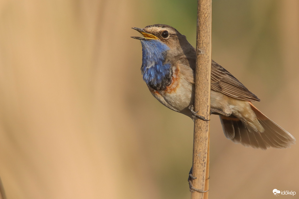 Amikor már megy le a nap -- 