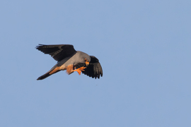 Mondtam, hogy megfoglak... -- 