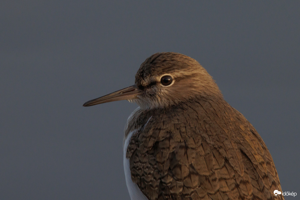 Még egy portré a nap végén... -- 