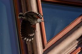 Ablak előtt suhanó -- 