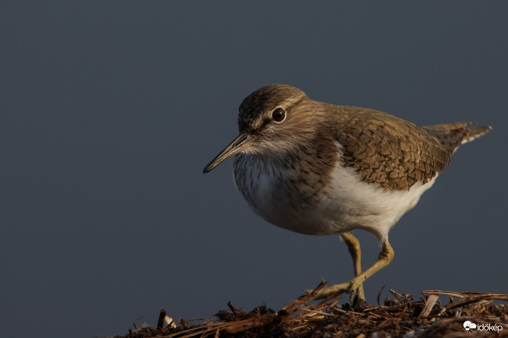 Állandó mozgásban -- 