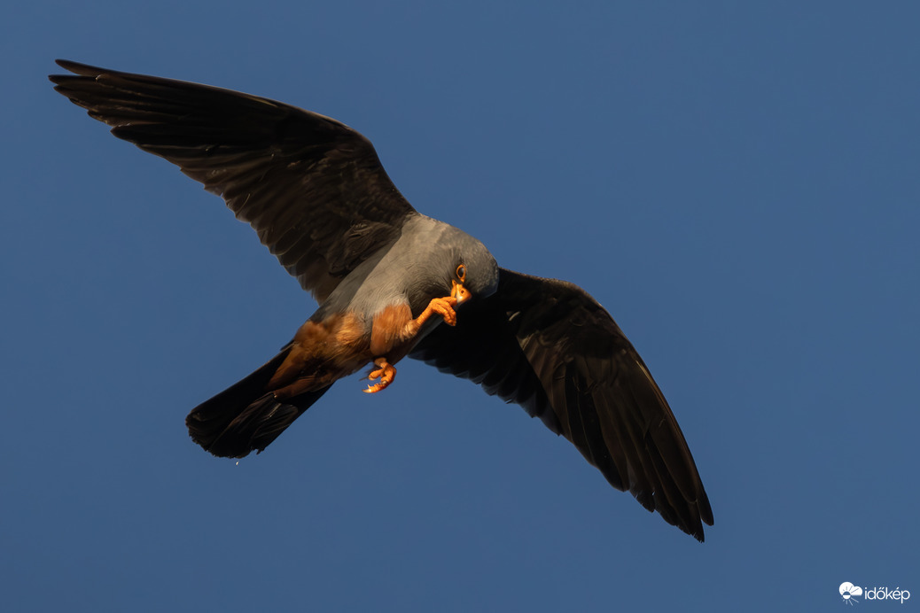 Ne rágd a körmöd! -- 