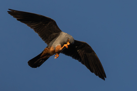 Ne rágd a körmöd! -- 