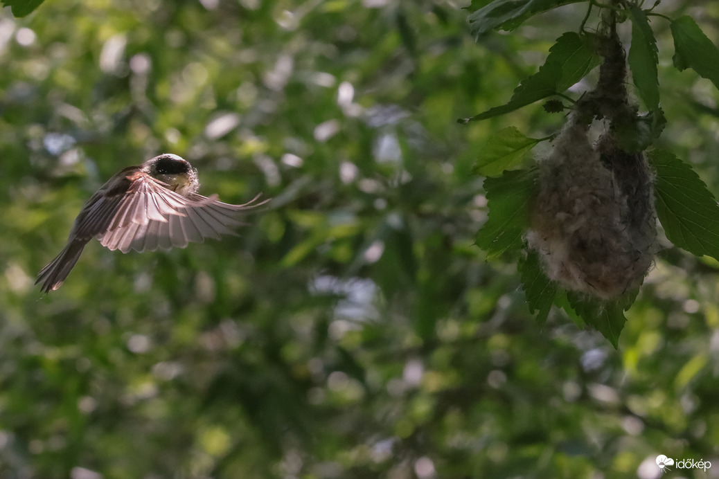 Kell az építőanyag... -- 