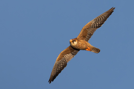 Megvilágítva... -- 