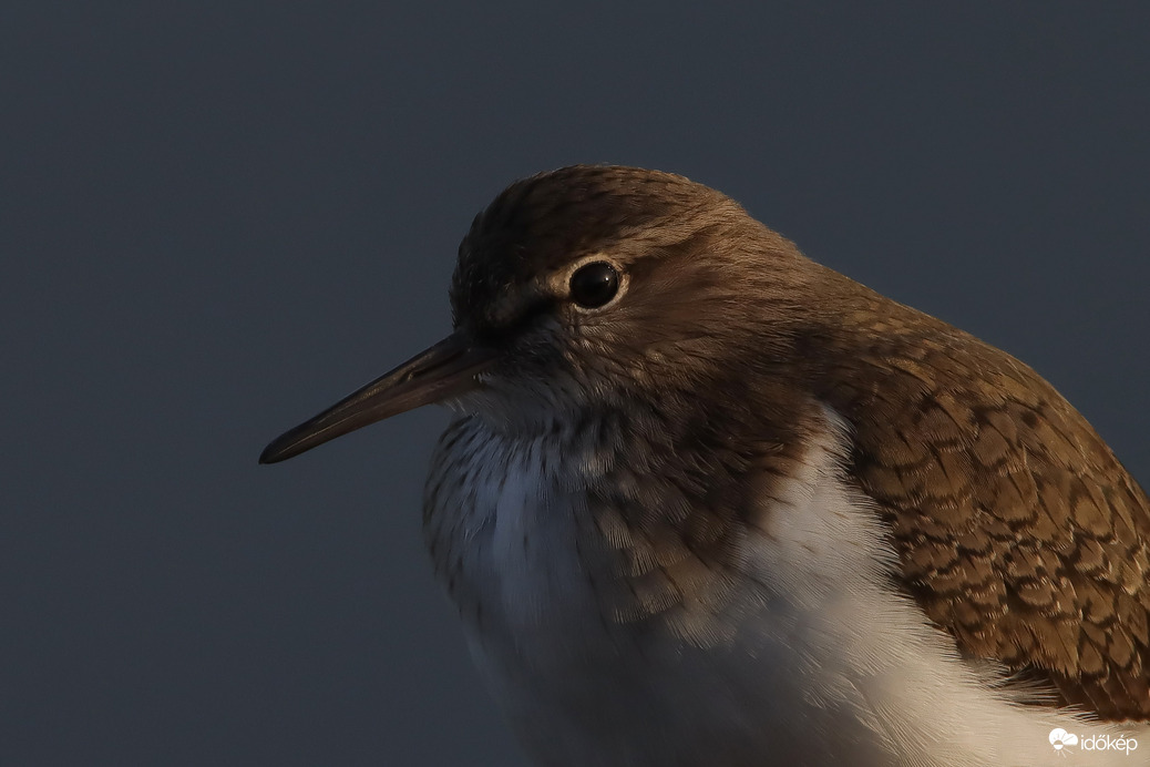 Amikor még pislákol a nap... -- 