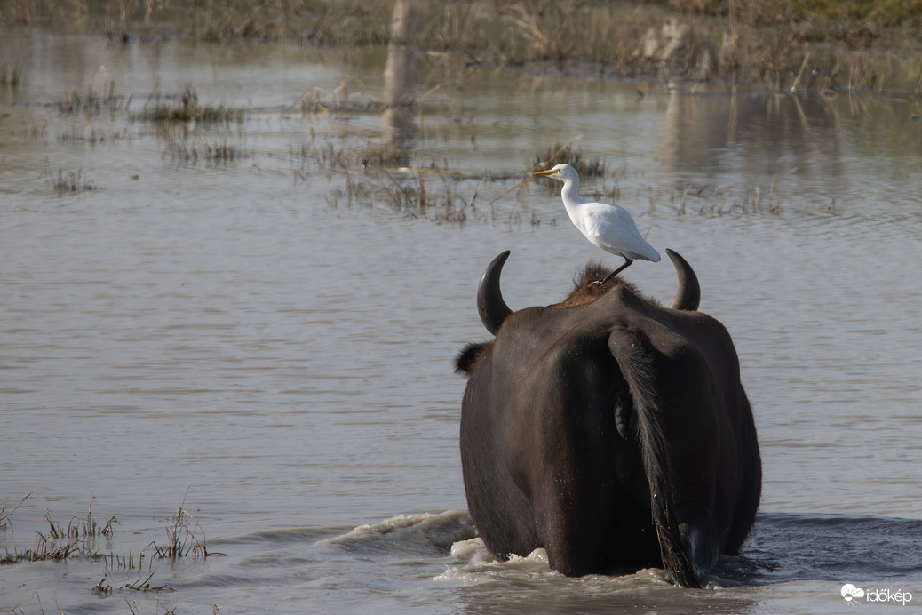 Szarvak között... -- 
