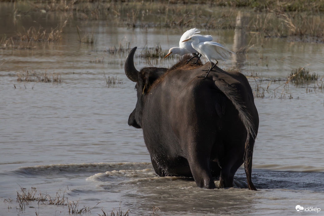 Kapaszkodj tesó!!! Ez megy mint a bivaly... -- 