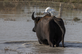 Kapaszkodj tesó!!! Ez megy mint a bivaly... -- 