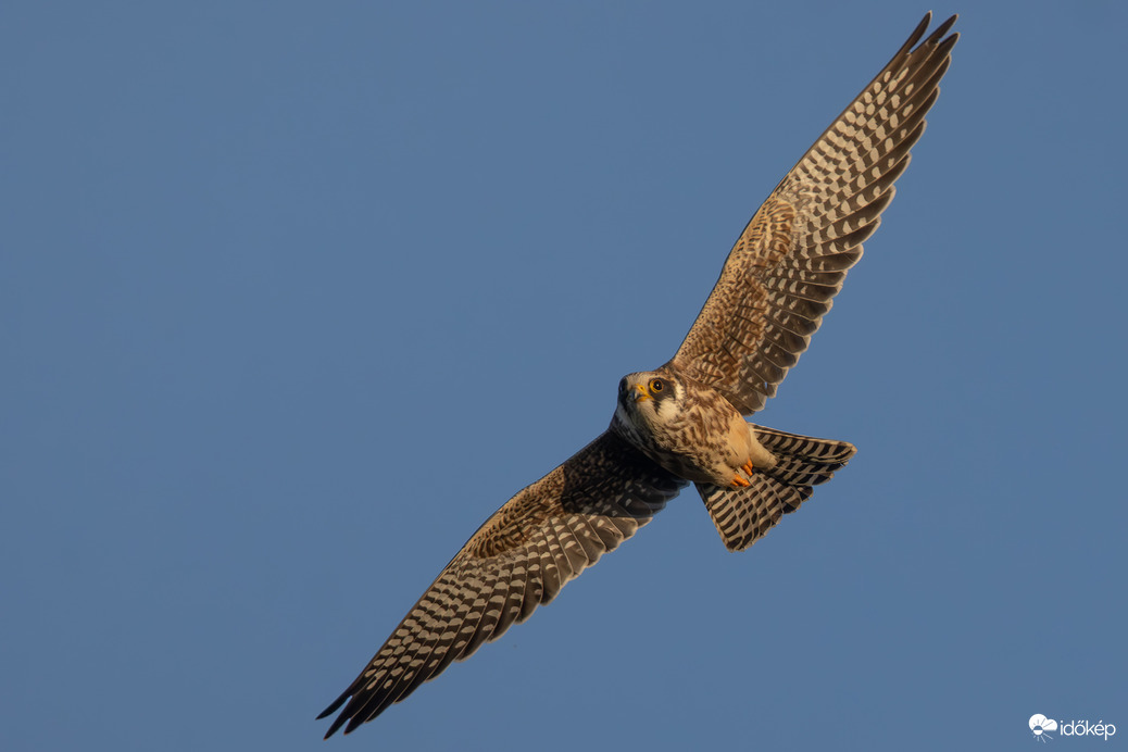A fej mindig vízszintben... -- 