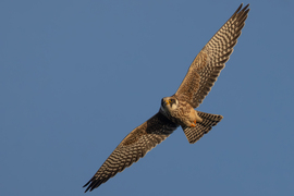 A fej mindig vízszintben... -- 