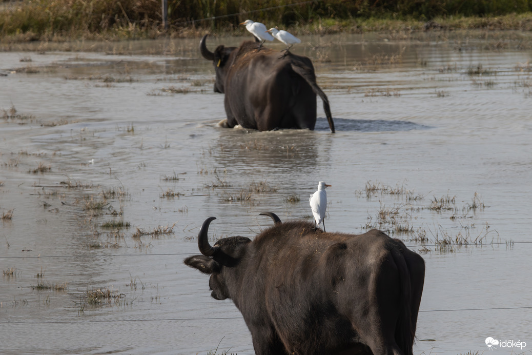 A "hülyeség" ragadós... -- 