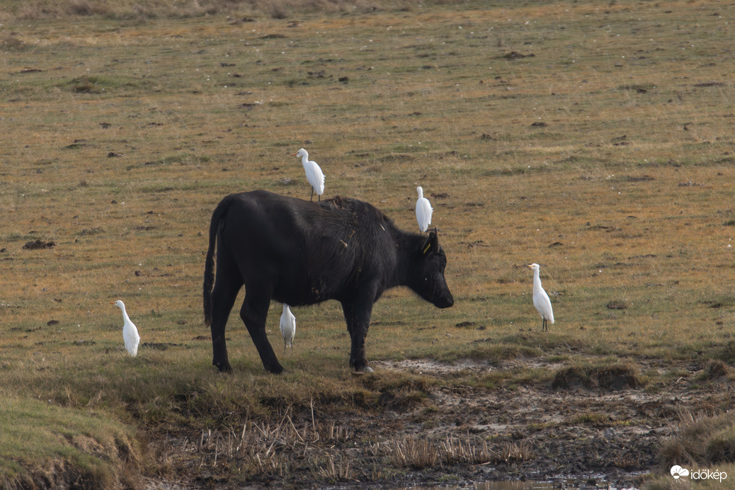 Csak nem elkóboroltál picur? -- 
