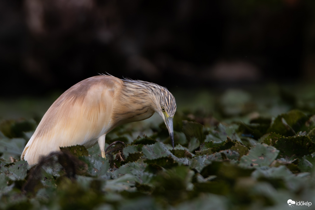 Célkeresztben a hal... -- 