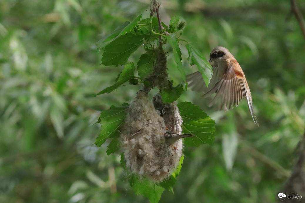 Jövök segíteni... -- 