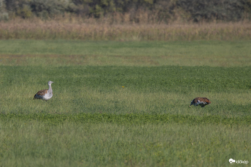Nincsen puszta túzok nélkül!