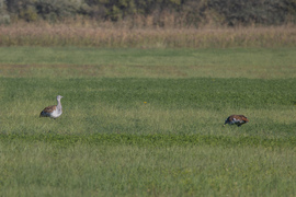 Nincsen puszta túzok nélkül!