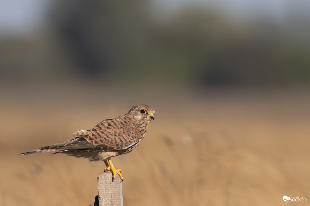 Én is itt vagyok ám... -- 
