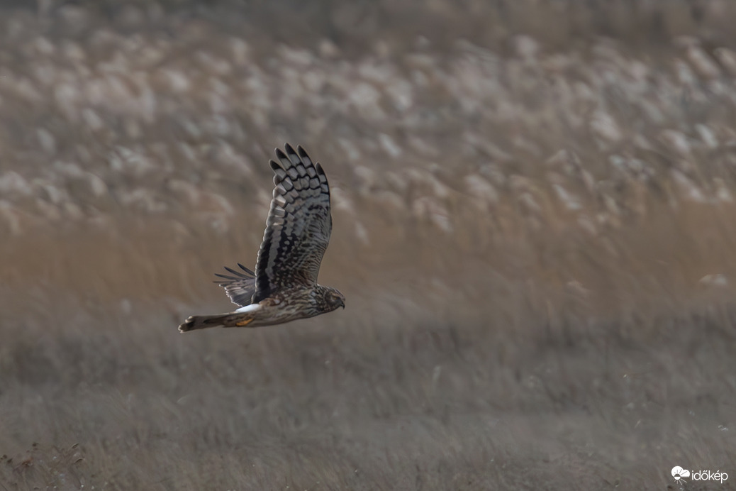 Téli vendégünk a távolban... --