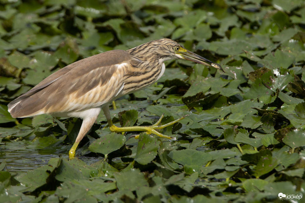 A szaladjunk kishallal sulyomon verseny idei győztese a selyemgém...