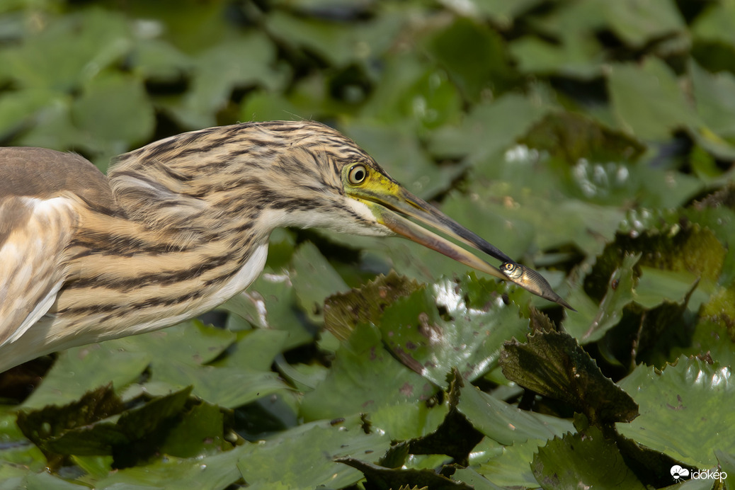 Zsákmányos portré -- 