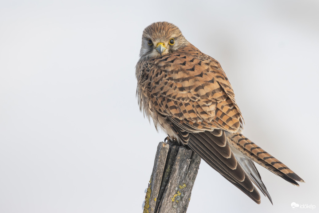 Körülöttem hó... -- 