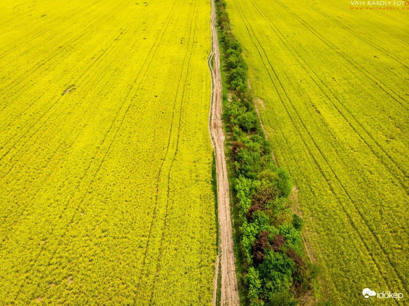 Út a repcemezőn