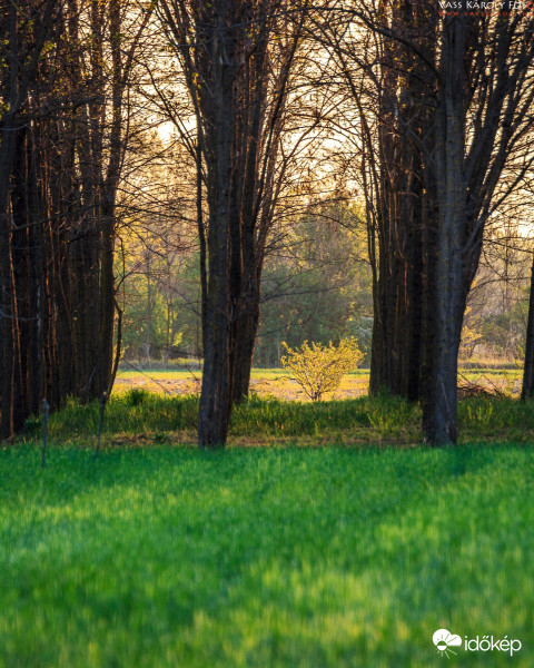 Erdőn át...