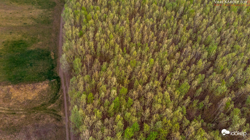 Zöldülő erdők