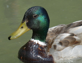 Kázmér