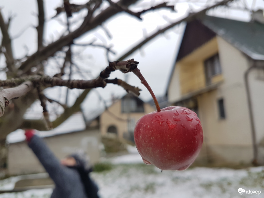 Az utolsó alma