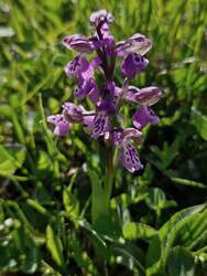 Mezei orchidea (agárkosbor) 