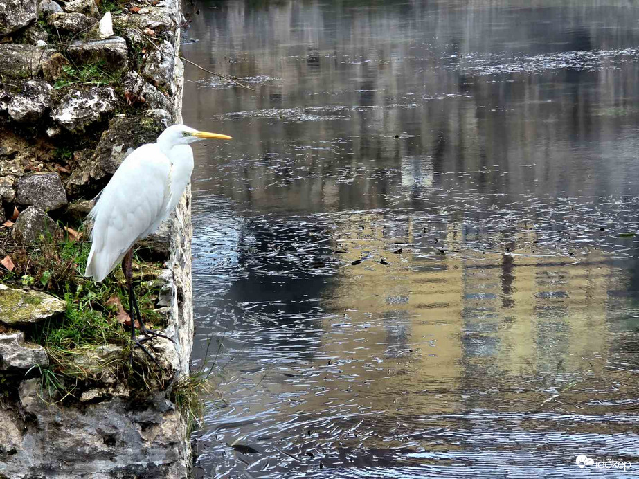 Tapolcai nagy kócsag