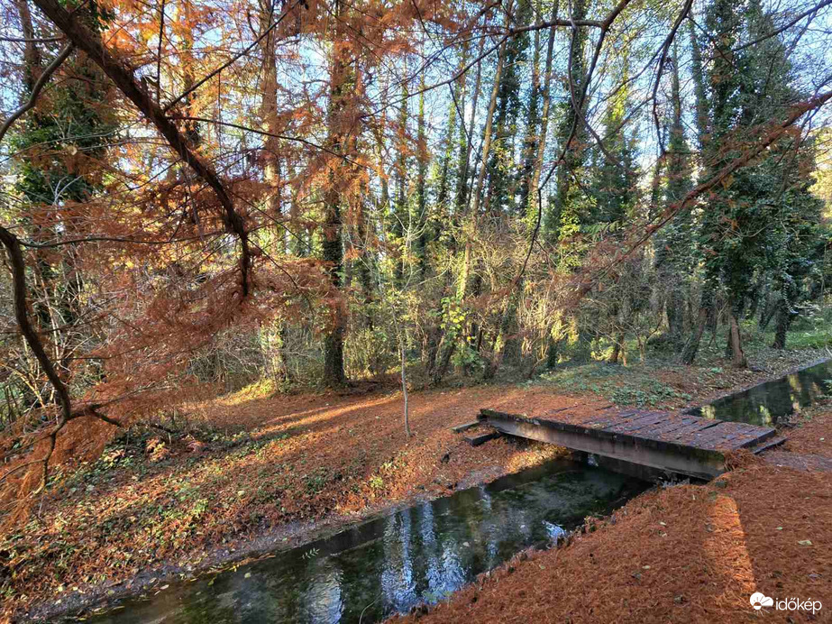 Mocsári ciprusok Hévízen