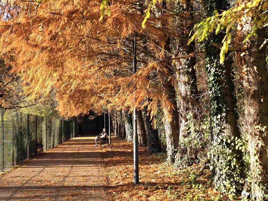 Mocsári ciprusok Hévízen