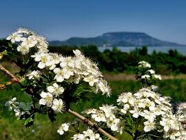 Virágos Balaton, háttérben a Badacsonnyal